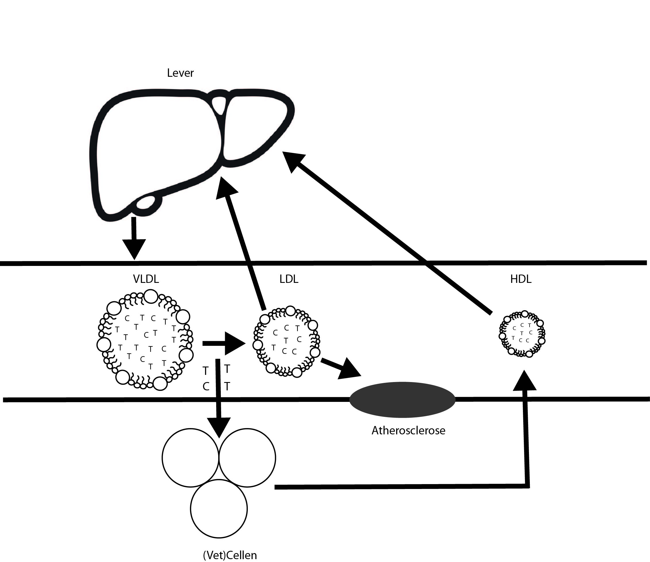 Cholesterol transport