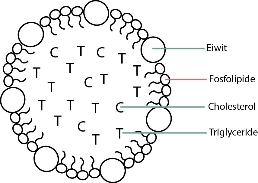 Lipoproteine cholesterol