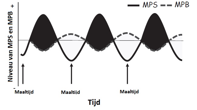 BCAA supplementen spiermassa
