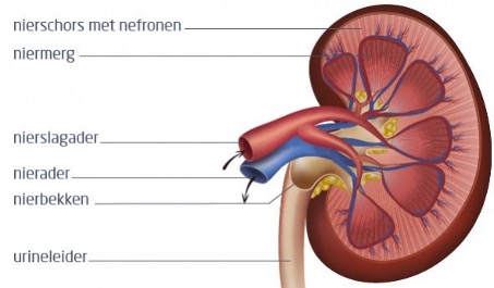 Eiwitten nieren anatomie