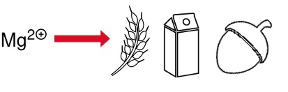 Magnesium voedingsproducten