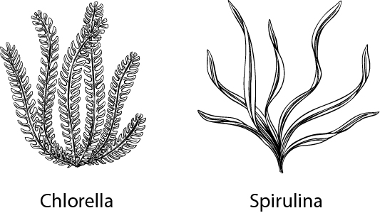Chlorella en spirulina