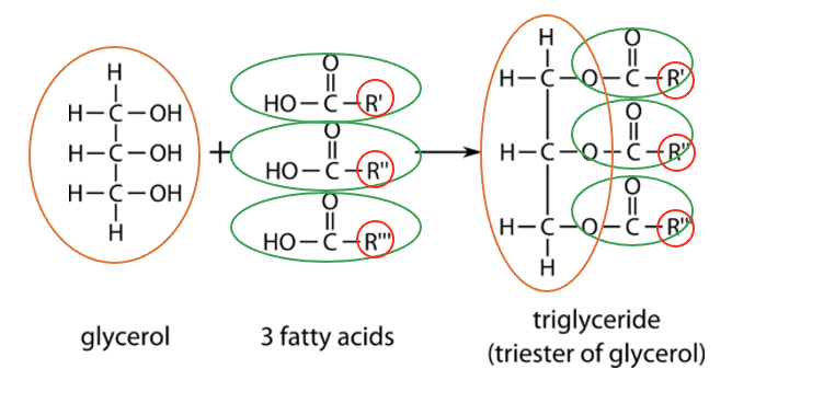 Molecuulformule triglyceride